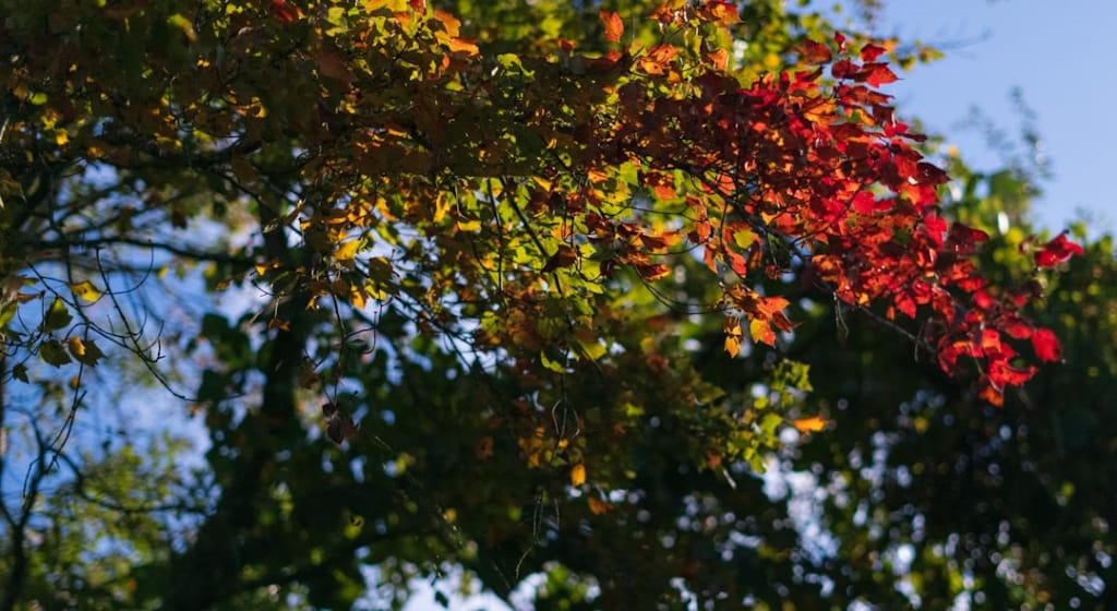 Preparing for Seasonal Expenses: Budget Flexibility for Financial Adaptation