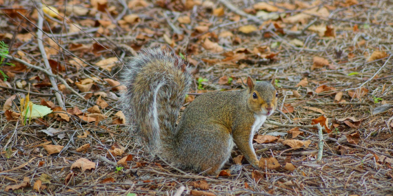 IBM’s Transformation: How Lou Gerstner Rescued ‘Big Blue’”