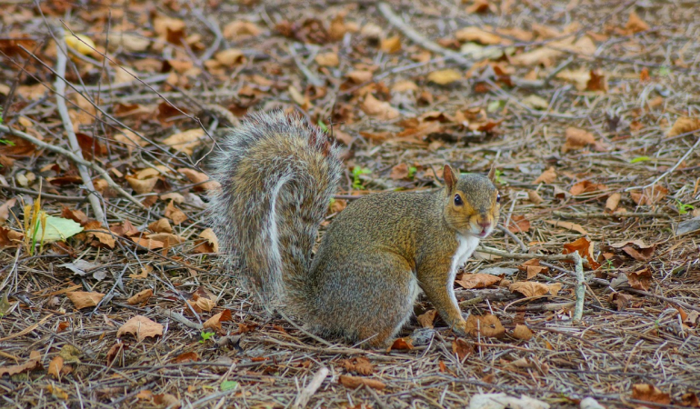 IBM’s Transformation: How Lou Gerstner Rescued ‘Big Blue’”